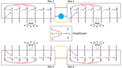 A Meta-Population Model of Potential Foot-and-Mouth Disease Transmission, Clinical Manifestation, and Detection Within U.S. Beef Feedlots